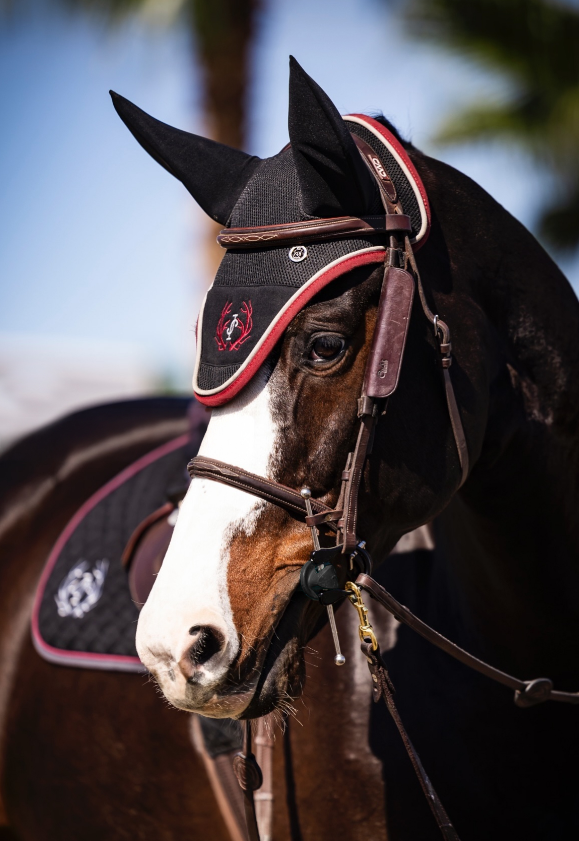 Premium products for horses